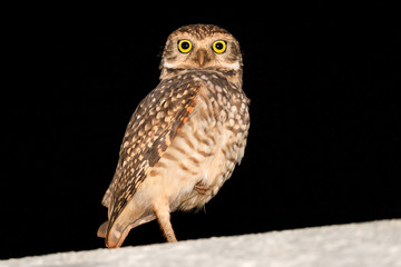 Big Eyes Owl Facing Me