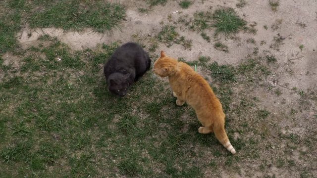 Caught Cats Break Up Without Starting a Fight.