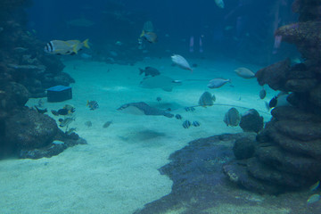 Coral reef with fish. Eilat, Israel.