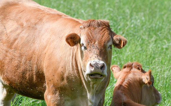 Close-up of a cow