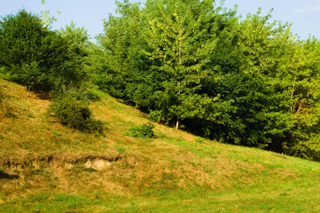 Summer, sunny meadow with trees
