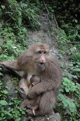 Naklejka na ściany i meble View of Wild adult and baby monkey at Ecological Monkey Zone in Mount Emei Sichuan, China. 
