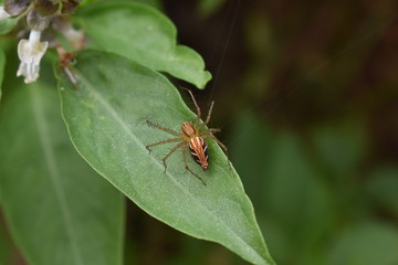red spider on green leaf