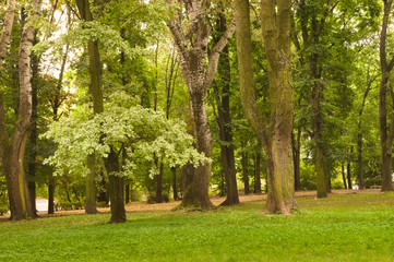 Fototapeta na wymiar View with trees in the park.
