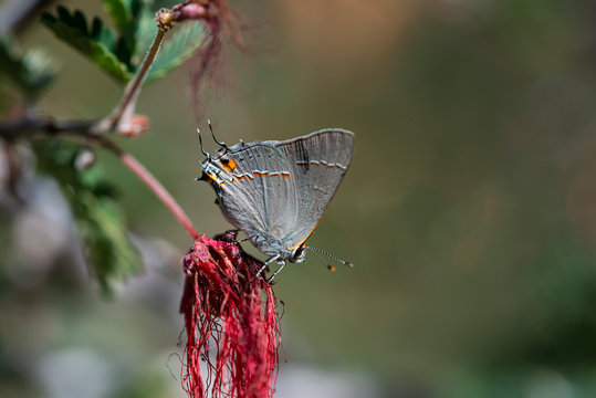 Gray Hairstreak Butterfly (Strymon melinus) lycaenids