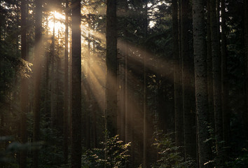 Natural authentic rays of the morning sun in the forest.