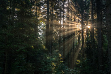 Natural, authentic long rays of the morning sun going through the dark forest