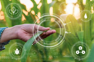 Smart farming with IoT,Growing corn seedling with infographics. Smart farming and precision agriculture 4.0, agriculture concept
 - obrazy, fototapety, plakaty