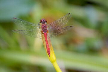 red dragonfly on a green stalk