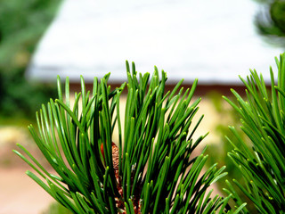 green Scotch pine twig closeup. long needles and brown cone. soft blurred background. freshness, nature and outdoors concept. Latin: Pinus sylvestris. The Spruce. pine branch detail. needle closeup.