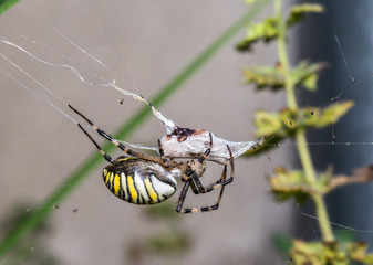 Wasp spider - Argiope bruennichi with his prey.