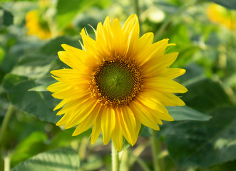 A beautiful yellow sunflower shown frontally with a clear seed pattern, a sunny day in a sunflower field