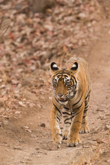 Tiger, a walk on the road at Wildlife National Tiger Reserve, India
