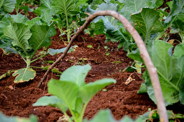 Homemade Garden Pests