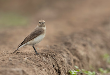 Pied wheatear on a mound of farmland, Bahrain