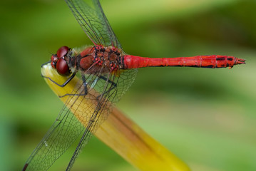red dragonfly on a green stalk