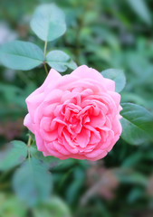 Delicate pink English rose in the garden in summer, macro photography, selective focus, blurred background, vertical orientation.