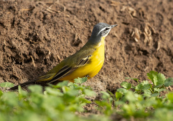 Yellow wagtail perched perched on the ground, Bahrain