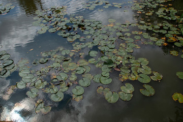 american white water lily