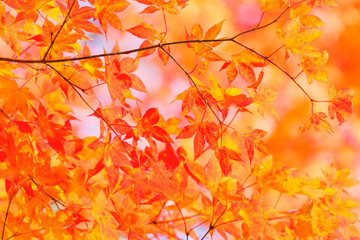 カエデの紅葉　日光市
