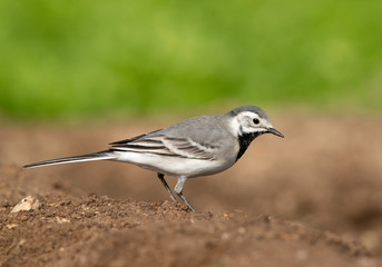 White wagtail perched on the ground, Bahrain