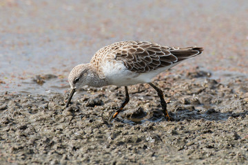 Bécasseau variable, Calidris alpina
