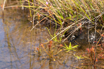Drosera nidiformis in Umtamvuna Nature Reserve, close to Port Edward, KwaZulu-Natal, South Africa