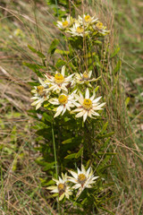 Leucadendron spissifolium in Umtamvuna Nature Reserve, close to Port Edwards, KwaZulu-Natal, South Africa