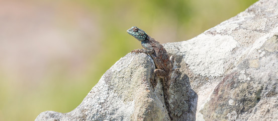 Southern Rock Agama in Umtamvuna Nature Reserve, KwaZulu-Natal, South Africa