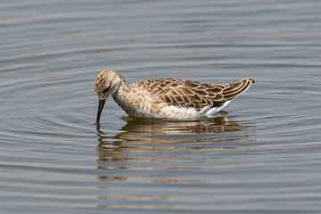 chevalier combattant, Combattant varié, Philomachus pugnax