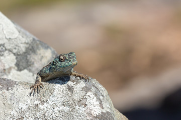Southern Rock Agama in Umtamvuna Nature Reserve, KwaZulu-Natal, South Africa