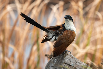 Coucal de Burchell,.Centropus burchellii, Burchell's Coucal