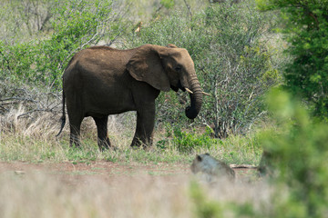 Éléphant d'Afrique, Loxodonta africana, Lion, Parc national Kruger, Afrique du Sud