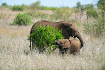 Éléphant d'Afrique, femelle et jeune, Loxodonta africana, Parc national Kruger, Afrique du Sud