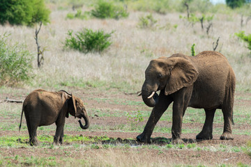 Éléphant d'Afrique, femelle et jeune, Loxodonta africana, Parc national Kruger, Afrique du Sud