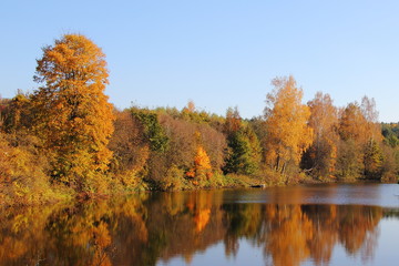 Picturesque orange yellow trees on the shore of forest lake calm water with on Sunny October autumn day, European Russia beautiful landscape