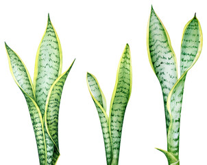 Watercolor illustration of sansevieria plant