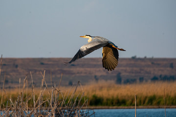 Héron cendré, Ardea cinerea, Grey Heron