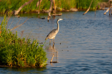 Héron mélanocéphale,.Ardea melanocephala, Black headed Heron, Afrique du Sud