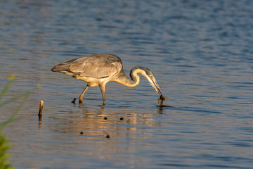 Héron mélanocéphale,.Ardea melanocephala, Black headed Heron, Afrique du Sud