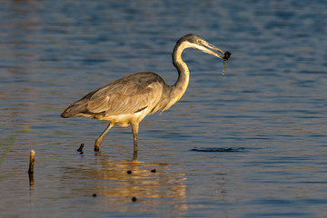Héron mélanocéphale,.Ardea melanocephala, Black headed Heron, Afrique du Sud