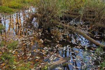 Dry fall leaves and trees in water of forest pond on  October autumn day, European Russia beautiful landscape