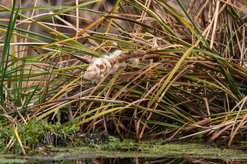 massette, typha latifolia