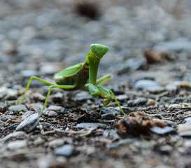 green praying mantis