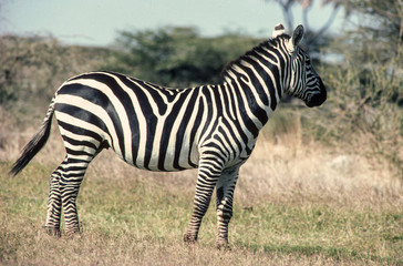 Fototapeta na wymiar zébre de Grant, equus burchelli granti, savane, Réserve Masai Mara, Kenya