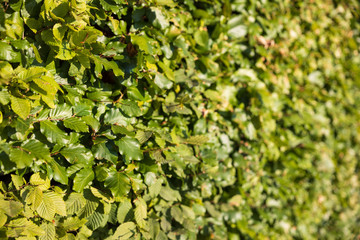 Close up of a fresh green hedge. Focus is on a few leafs on the left and crosses over to nice bokeh on the right.