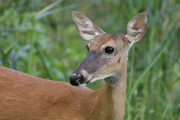 mature doe calmy eats in the woods on a sunny day in the park