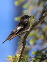 European pied flycatcher
