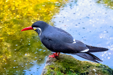 Inca tern (Larosterna inca) with uniquely plumaged
