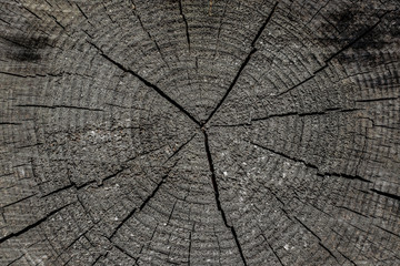 Old wood with cracks background texture